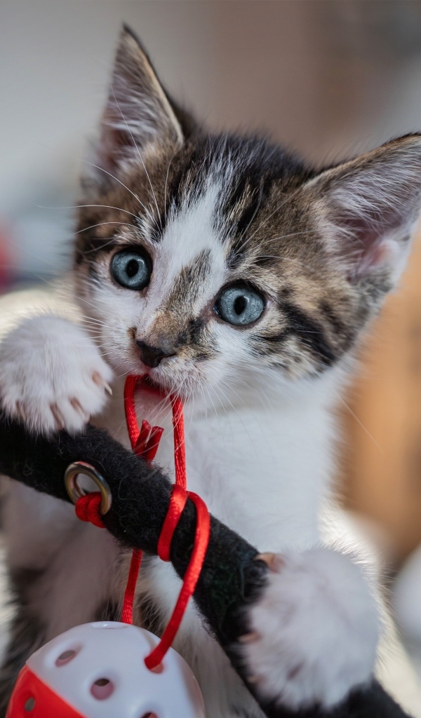 Смешной голубоглазый котенок играет с игрушкой