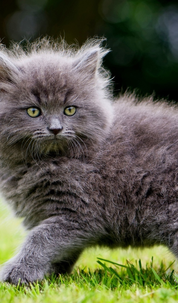 Смешной пушистый серый котенок на зеленой траве