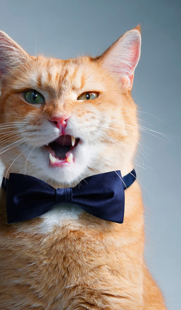 Кот джентльмен с бабочкой на шее