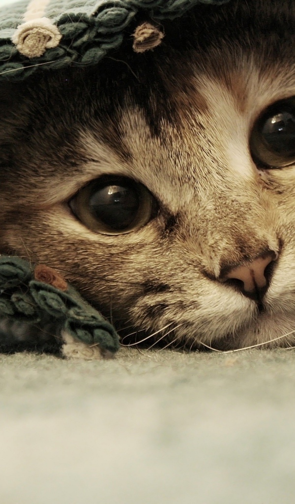 Серый котенок лежит под покрывалом