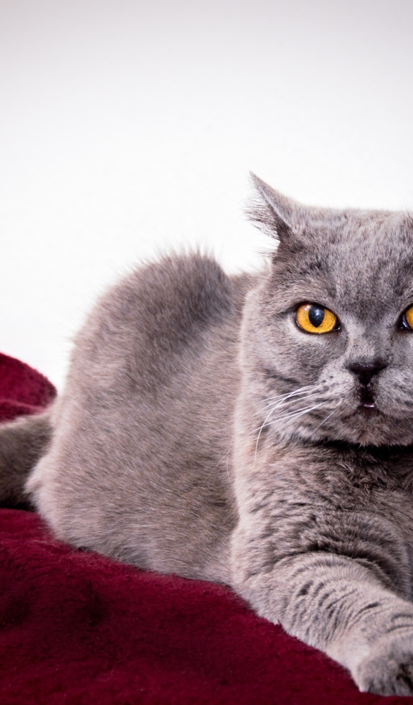 Серый породистый кот с желтыми глазами 
