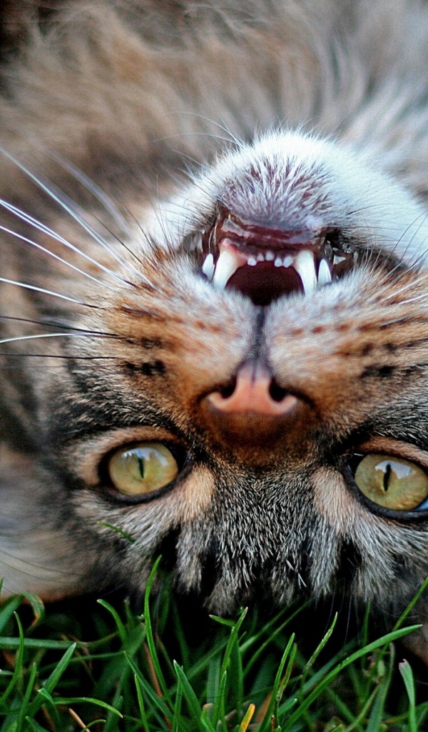 Серый довольный кот лежит на зеленой траве