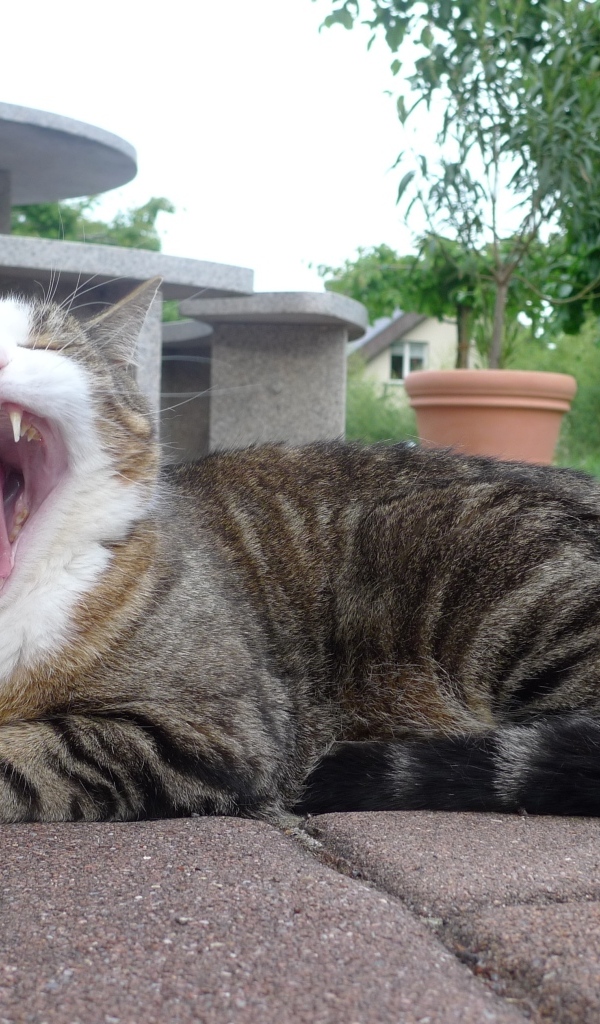 Серый полосатый кот зевает 