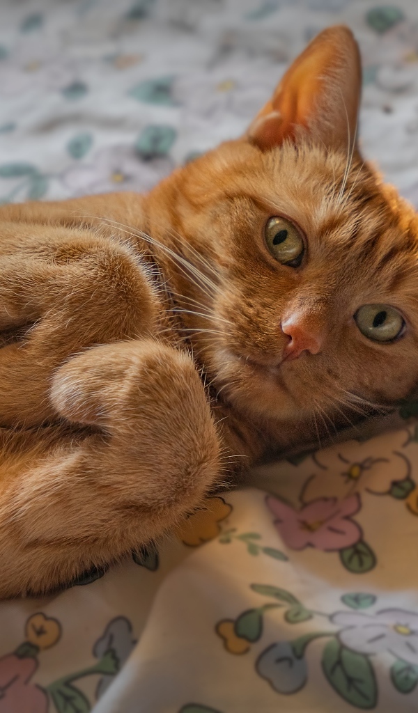 Зеленоглазый рыжий кот лежит на постели