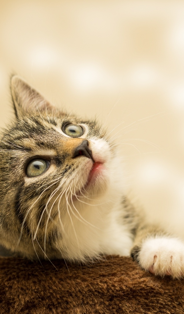 Маленький милый котенок смотрит на верх