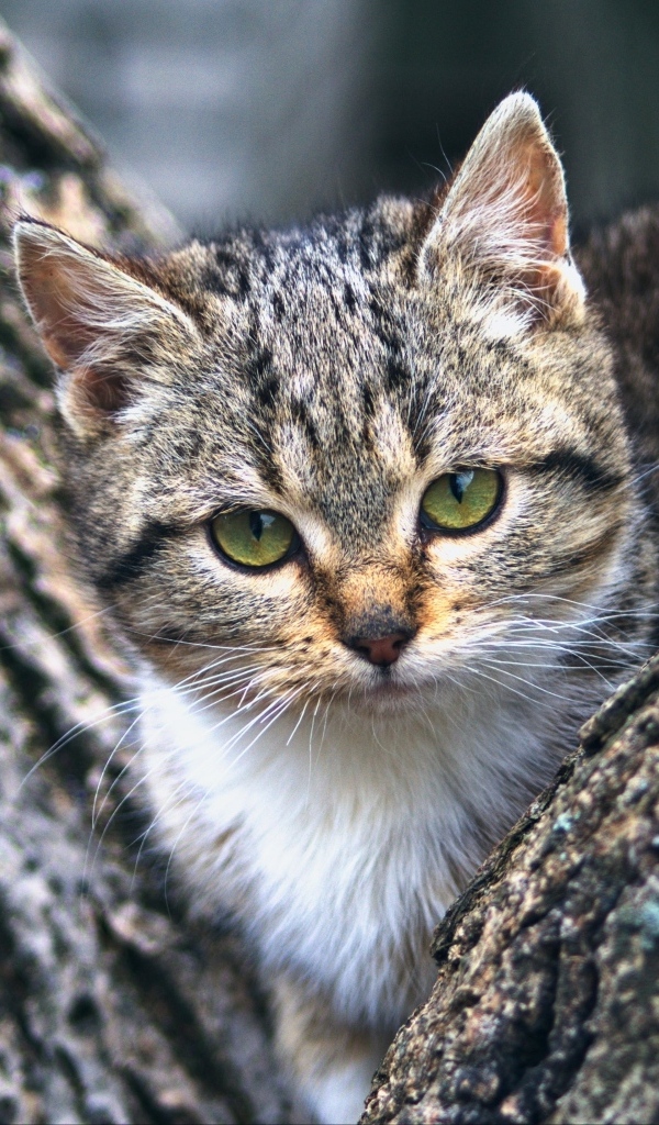 Маленький зеленоглазый серый котенок