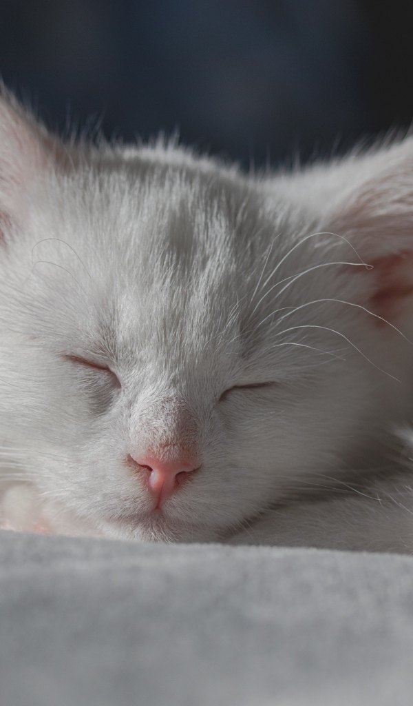 Маленький белый котенок спит на кровати