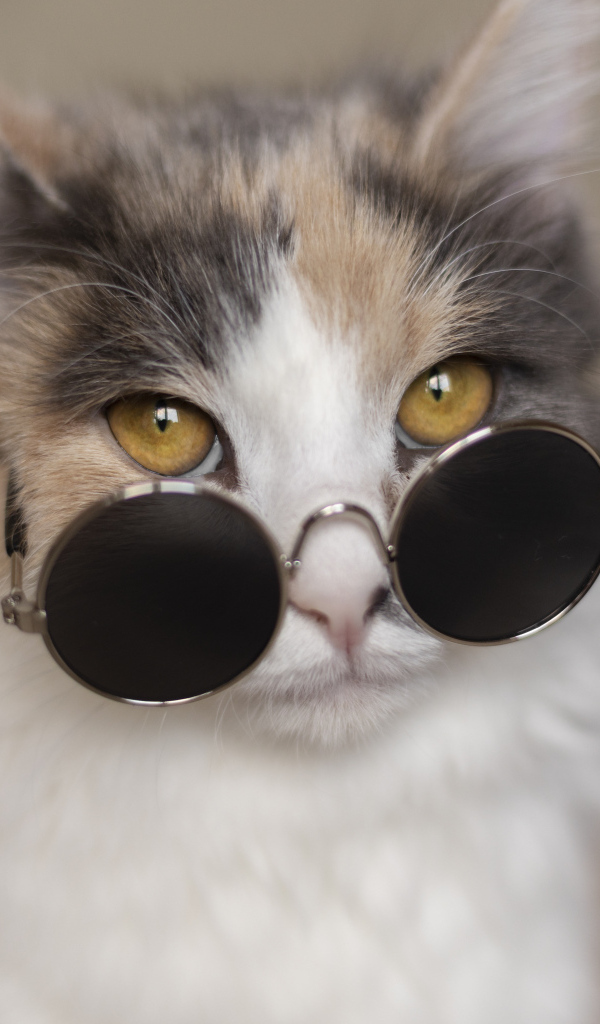 Разноцветная кошка в черных очках 