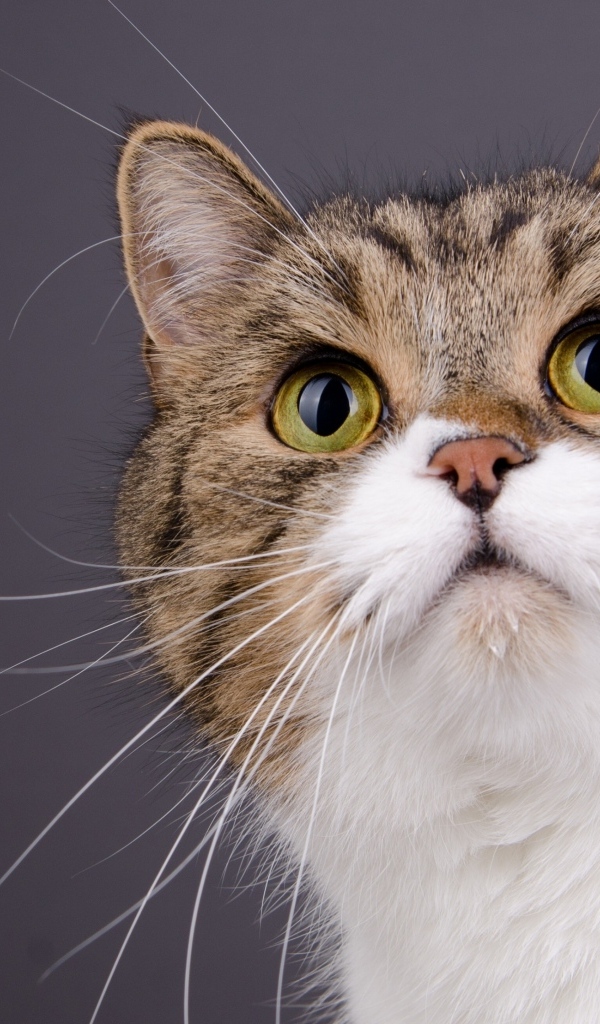 Морда зеленоглазой кошки на сером фоне