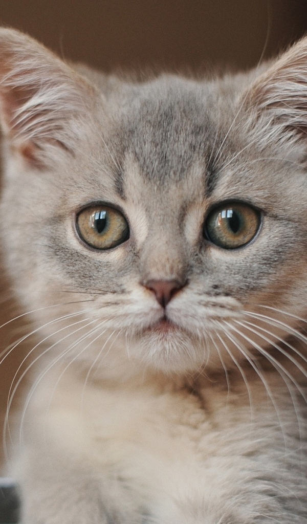 Морда маленького серого котенка крупным планом