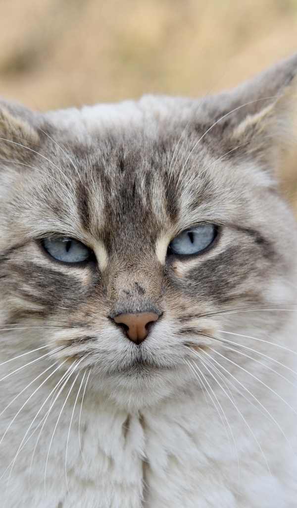 Породистая кошка с голубыми глазами крупным планом