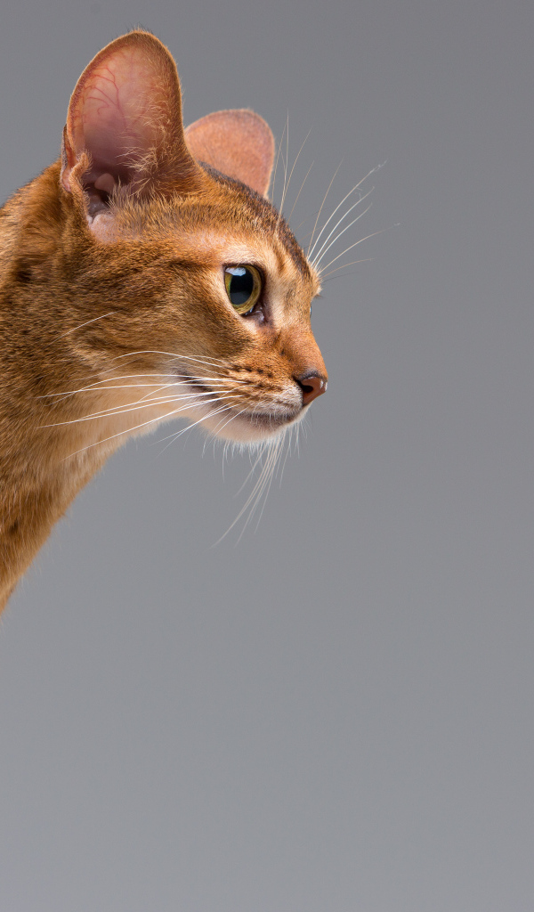 Чистокровный абиссинский портрет молодой кошки