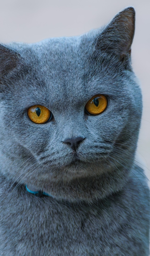 Русская голубая кошка с рыжими глазами