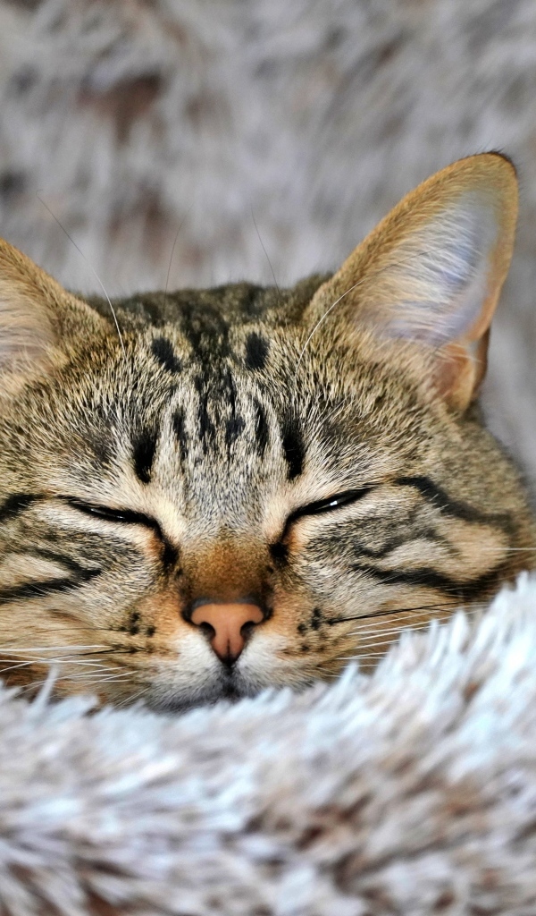 Довольный серый полосатый кот спит на покрывале