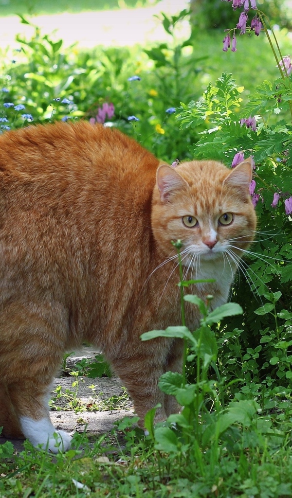 Испуганный рыжий кот в зеленой траве