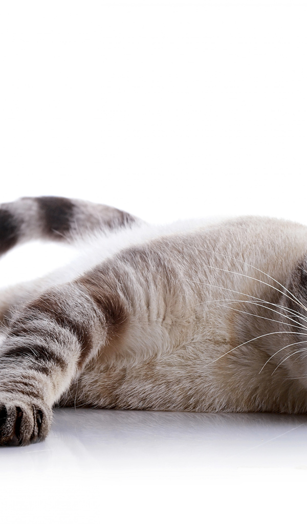 Шотландская кошка с голубыми глазами на белом фоне