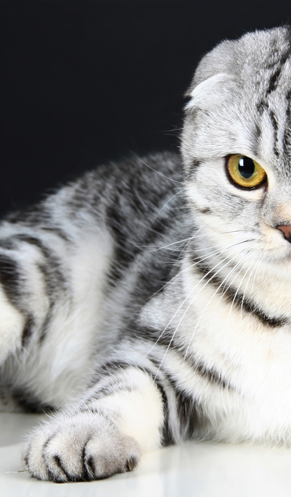 Шотландская вислоухая кошка с красивыми глазами