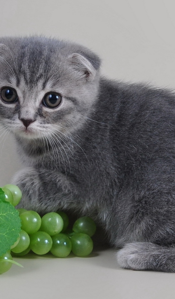 Маленький шотландский котенок с виноградом на сером фоне