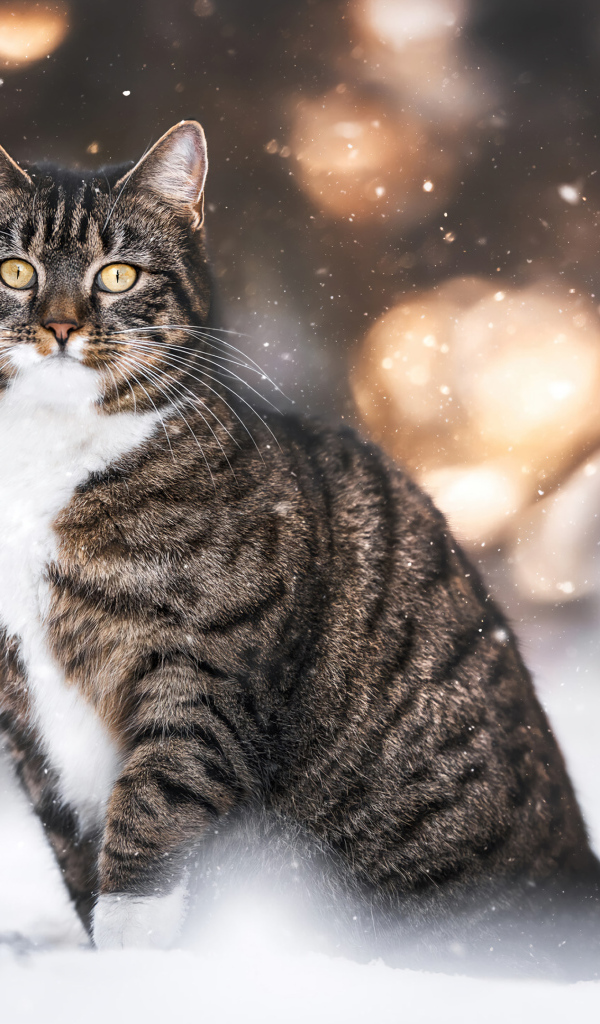 Полосатый кот сидит на холодном снегу