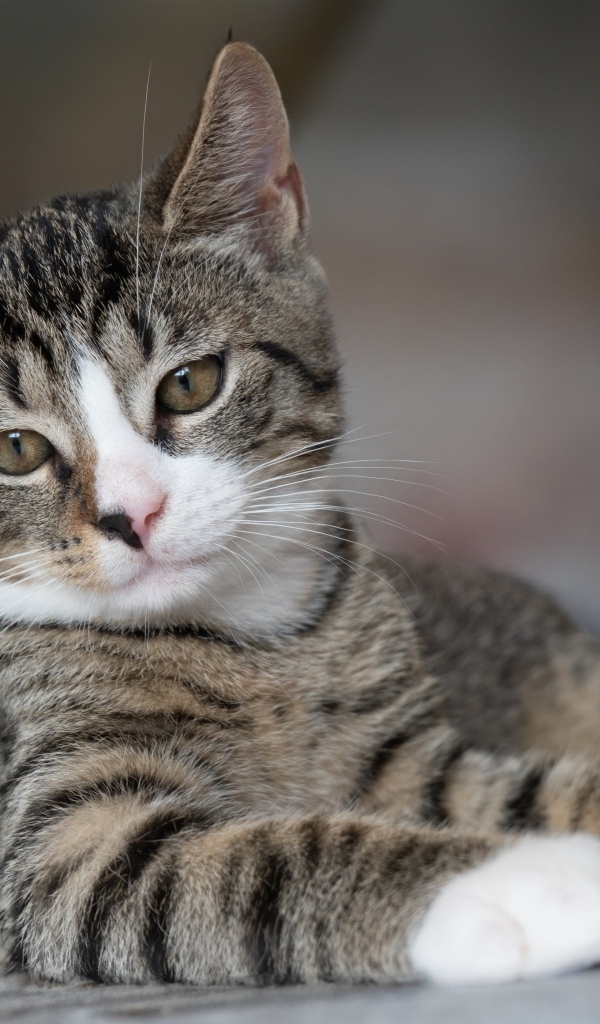 Полосатый котенок лежит на земле