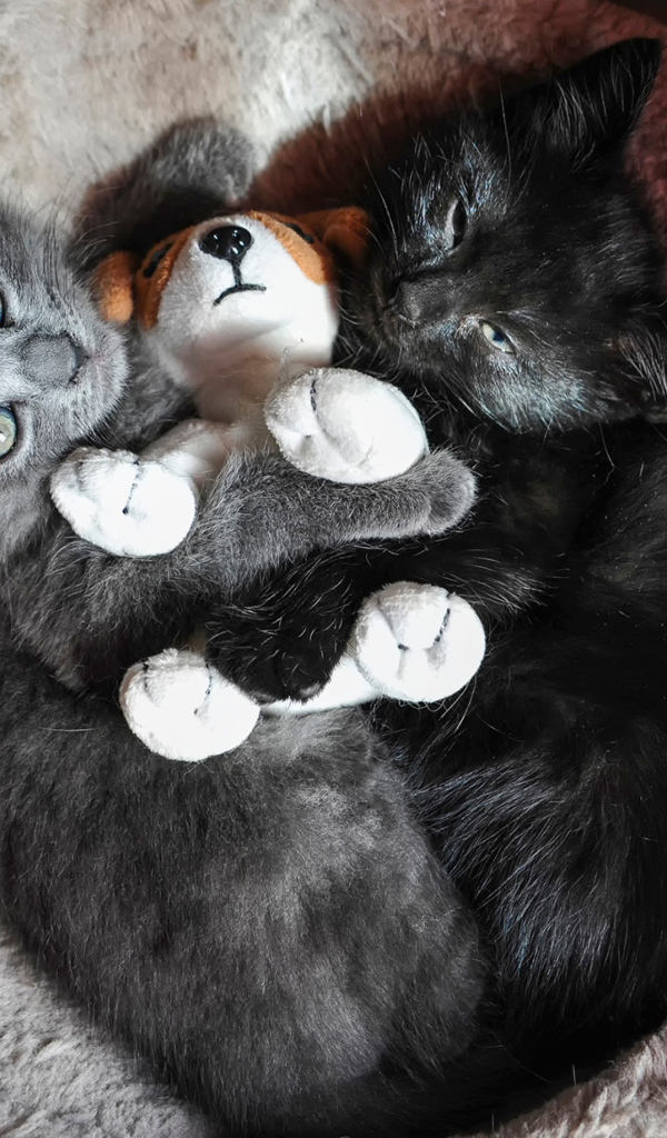 Два котенка с игрушкой смотрят вверх 