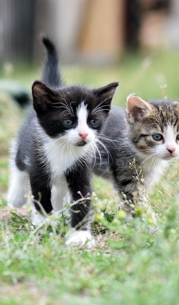Два маленьких котенка идет по траве