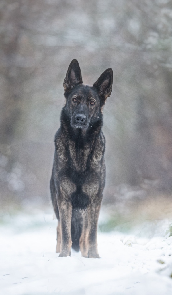 Собака стоит на дороге в заснеженном лесу