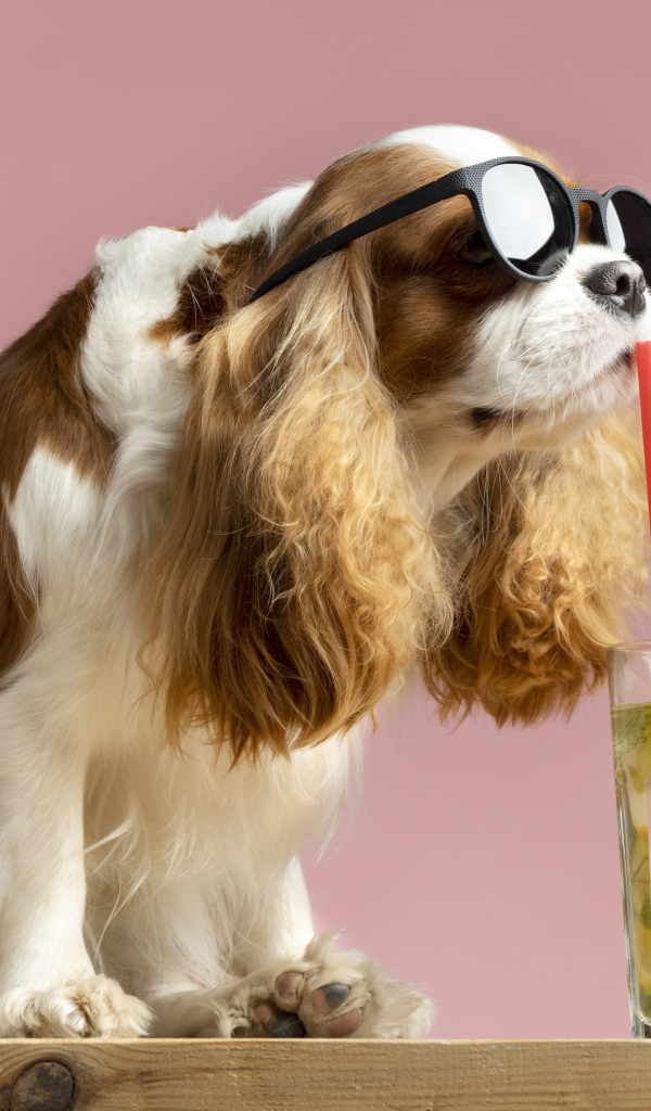 Пес в очках пьет коктейль со стакана 