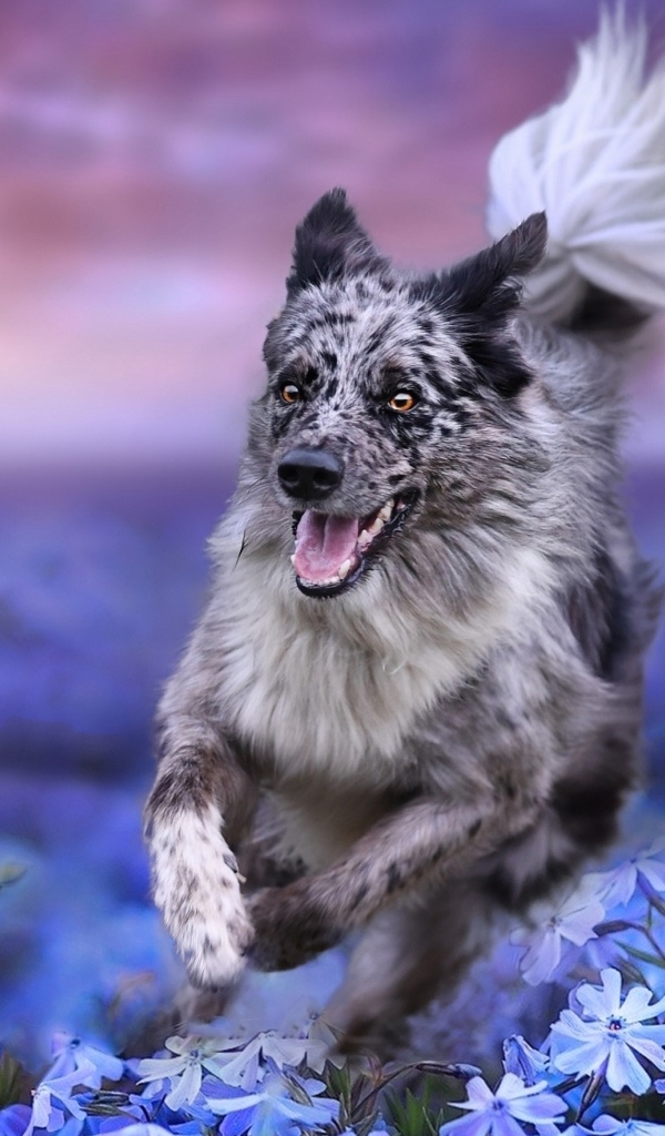 Большая собака австралийская овчарка бежит по голубым цветам