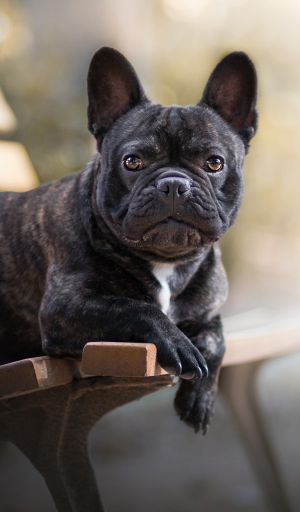 Большой французский бульдог лежит на лавке