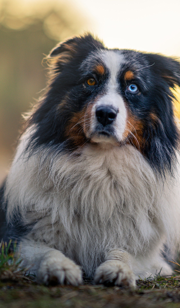 Австралийская овчарка с разными глазами лежит на земле