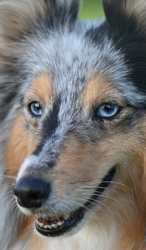 Красивая голубоглазая собака породы шелти