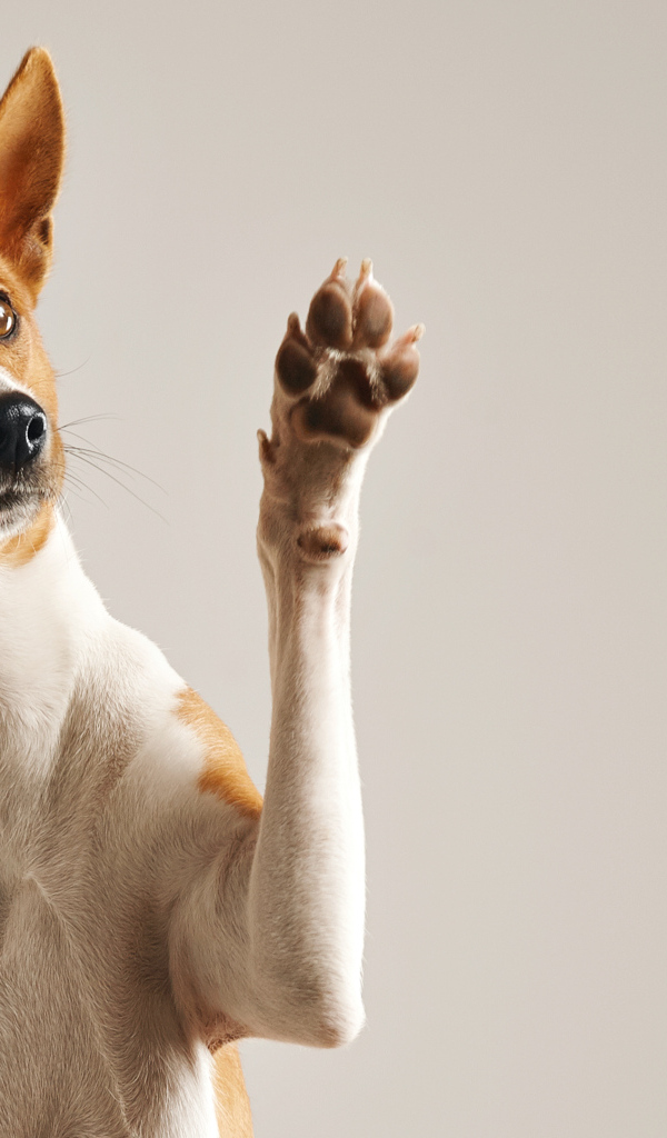 Красивая породистая собака с поднятой лапой на сером фоне