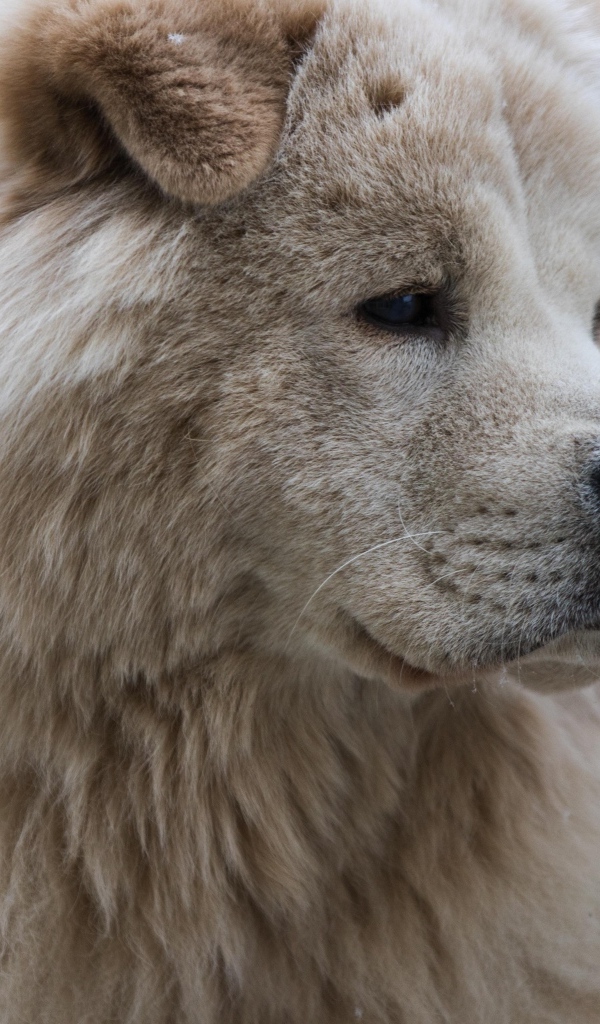 Большой старый пес акита ину