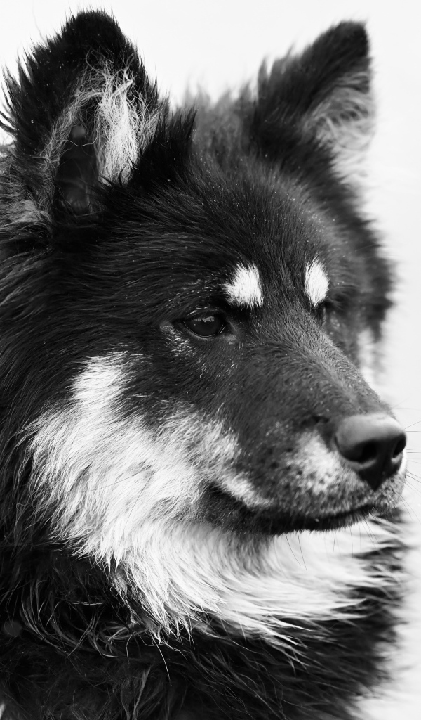 Черное белое фото породистой собаки