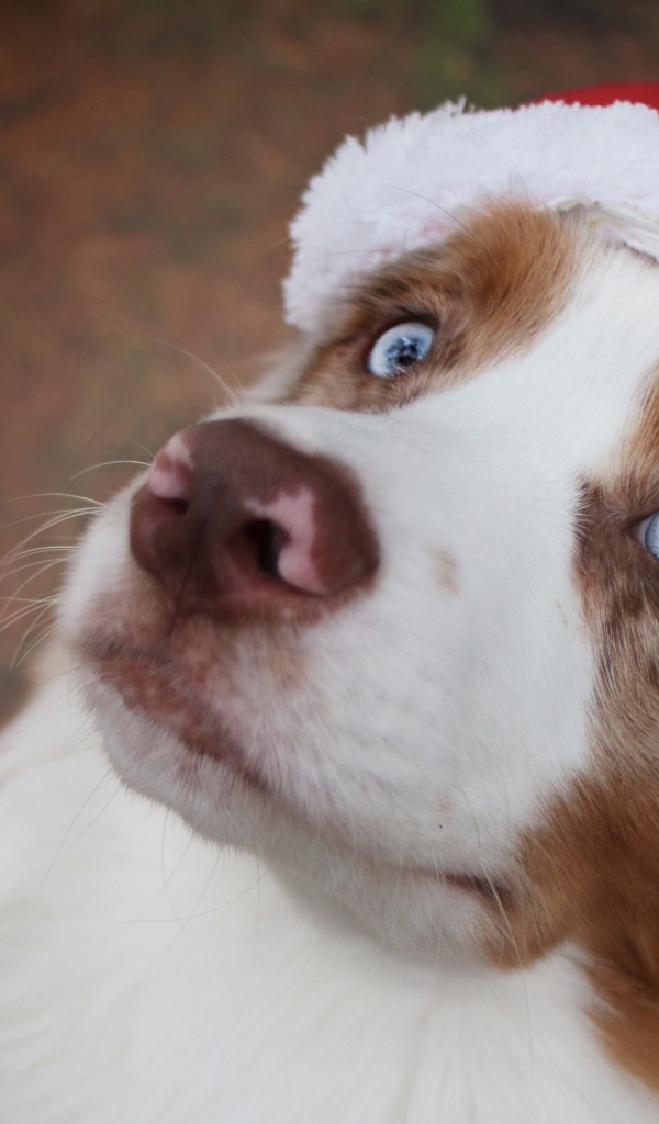 Голубоглазая австралийская овчарка в новогодней шапке