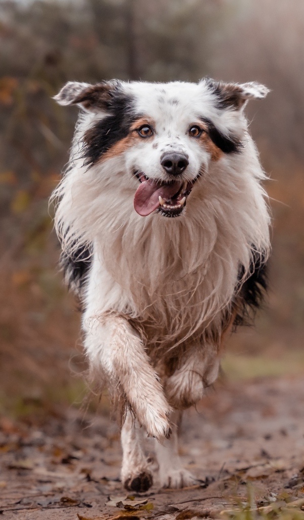 Собака породы бордер колли с высунутым языком