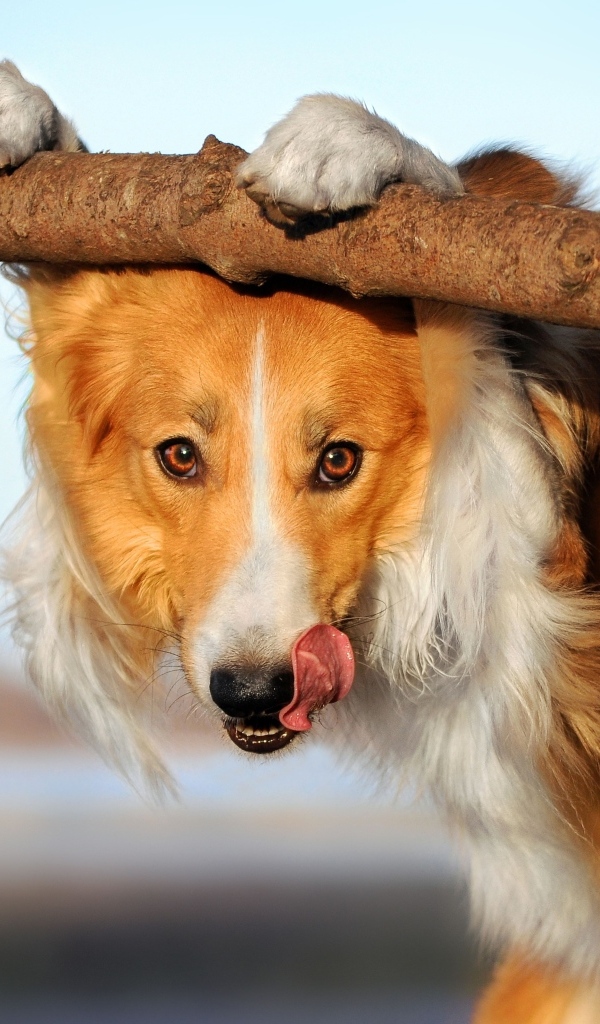 Собака бордер колли с высунутым языком у ветки