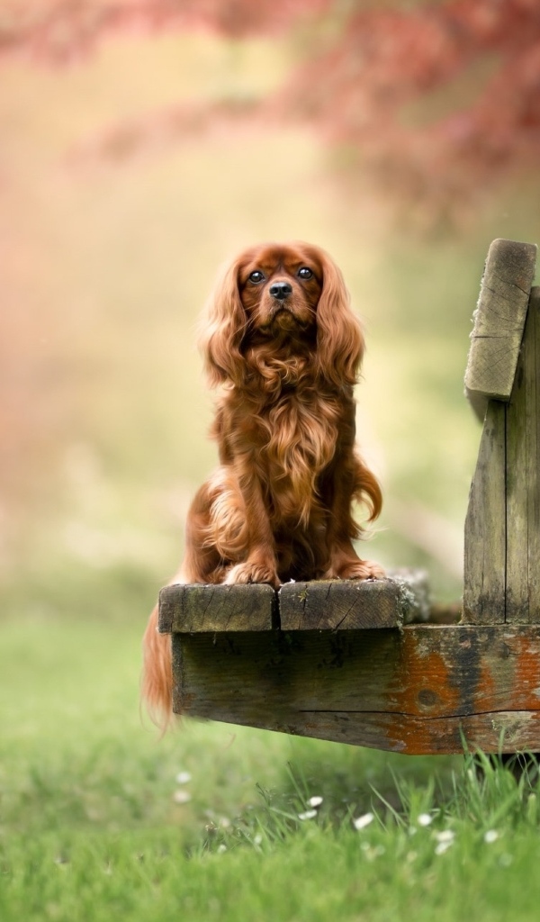 Коричневый кинг чарльз спаниель сидит на лавке