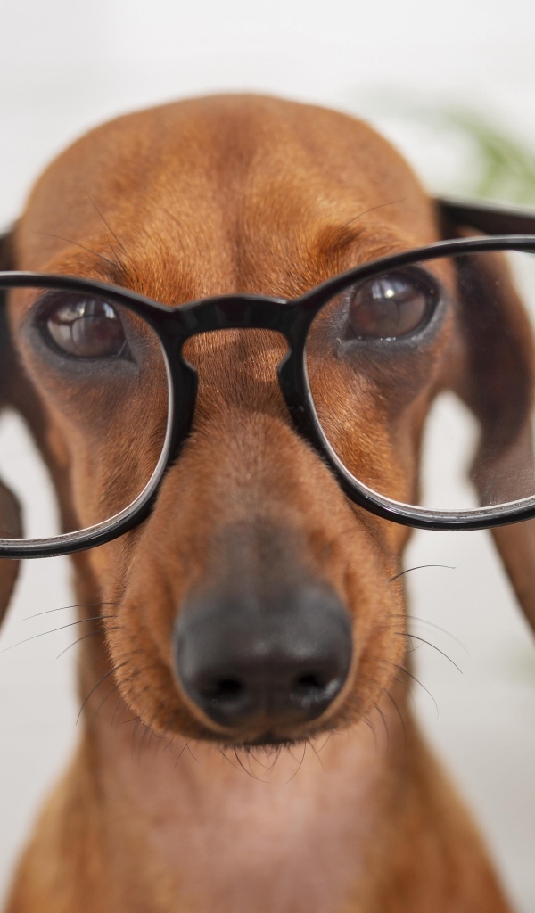 Коричневая такса в очках крупным планом