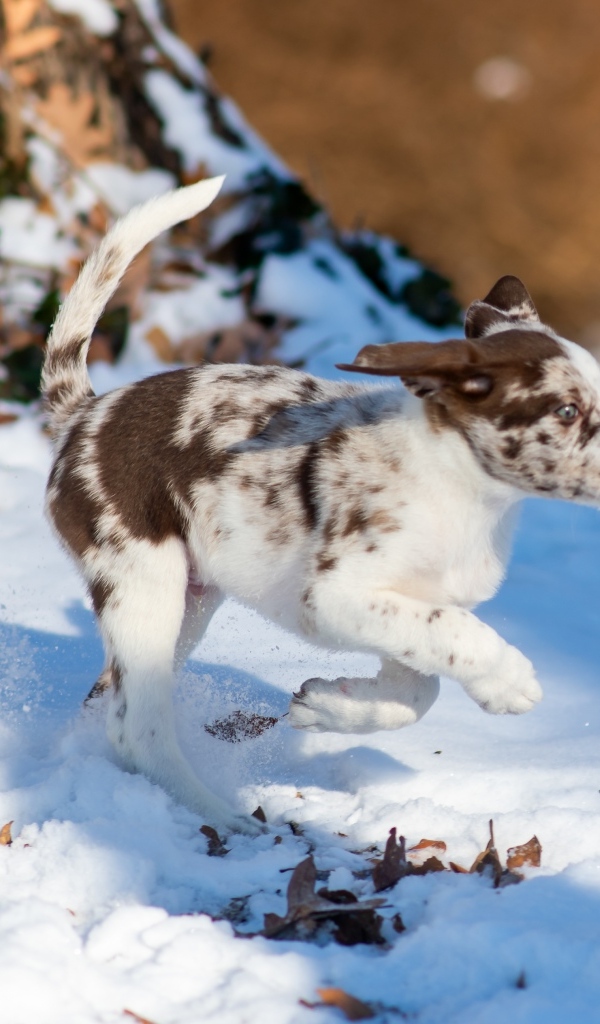 Веселый щенок бежит по снегу