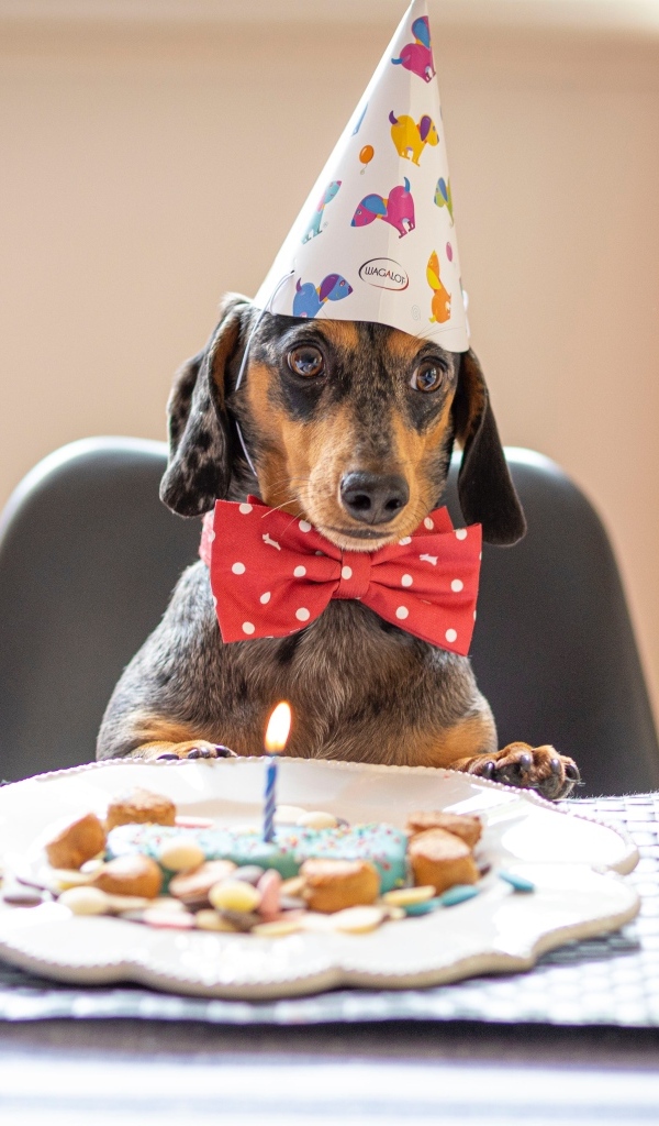 Такса отмечает день рождения
