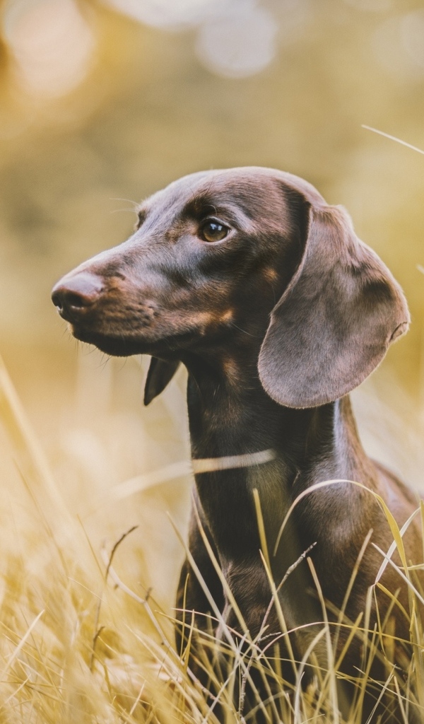 Такса сидит в высокой траве