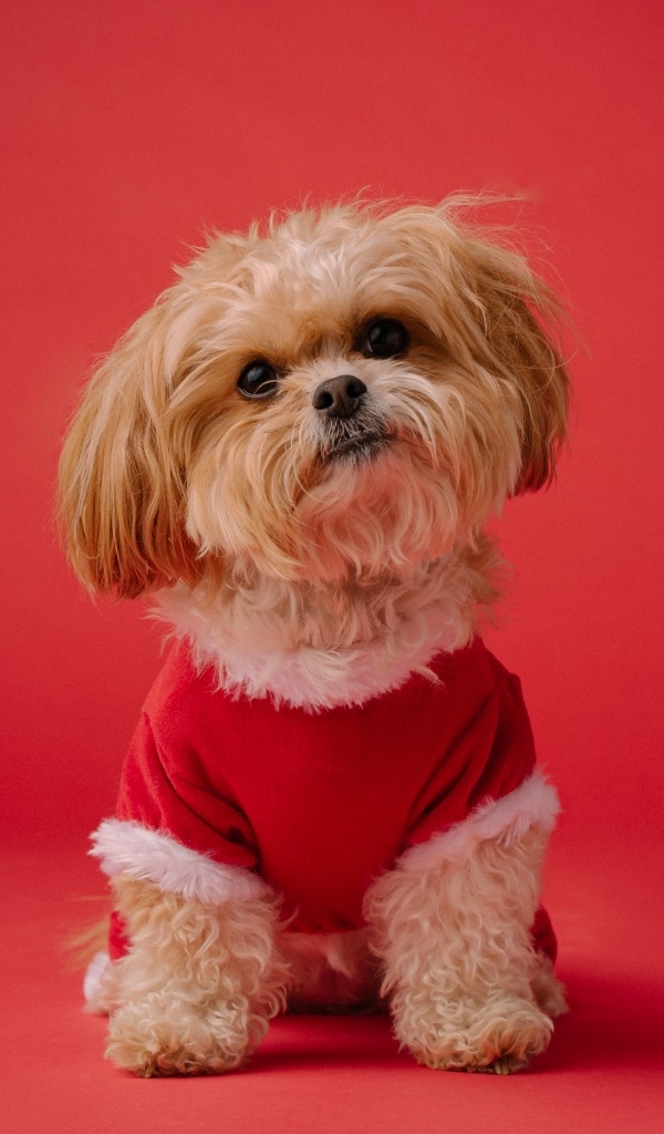 Собака в новогоднем костюме на красном фоне