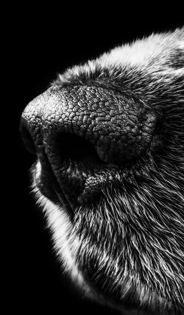 Нос собаки крупным планом на черном фоне