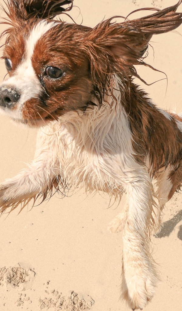 Собака играет с мячом на песке