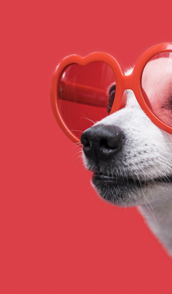 Собака в очках в форме сердца на красном фоне