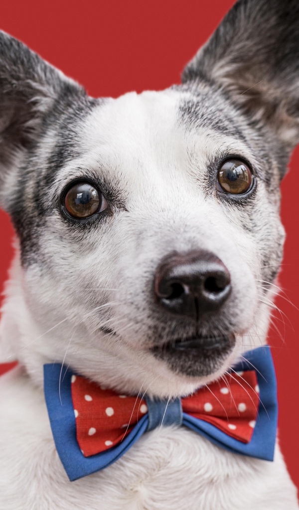 Собака с бантиком на красном фоне