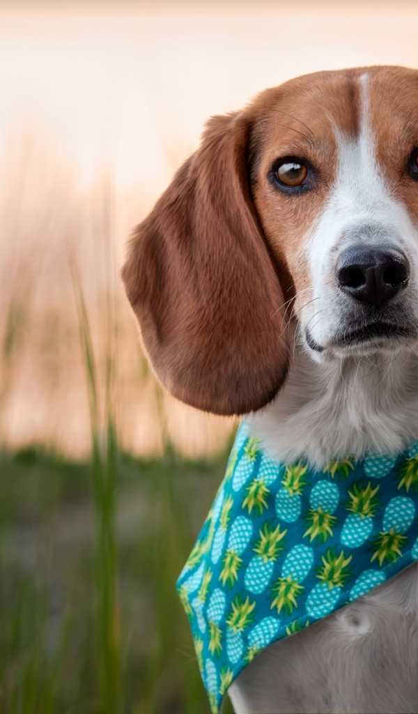 Собака с платком на шее