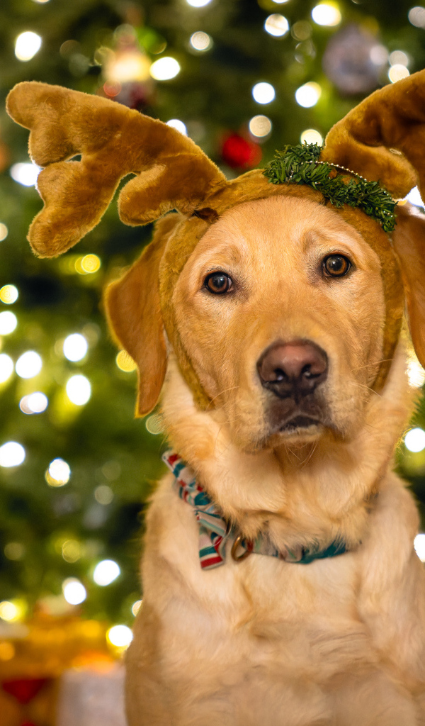 Собака с рогами оленя у новогодней ели